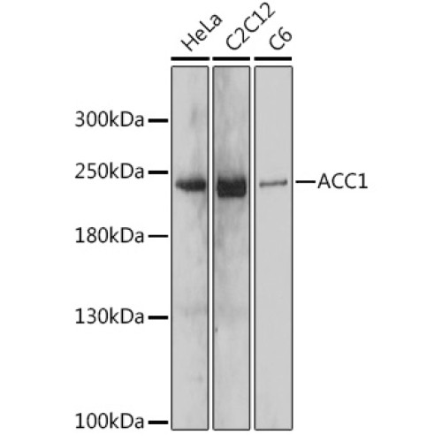 ACC1 Rabbit pAb