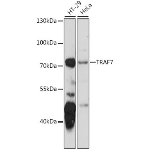 TRAF7 Rabbit pAb