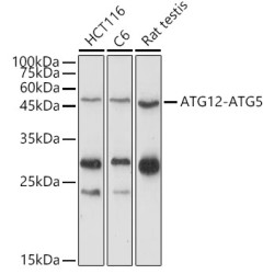 ATG12 Rabbit pAb