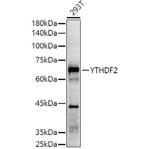 YTHDF2 Rabbit pAb