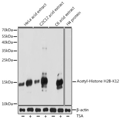 Acetyl-Histone H2B-K12 Rabbit pAb