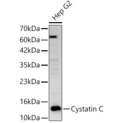 Cystatin C Rabbit pAb