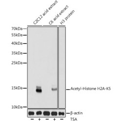 Acetyl-Histone H2A-K5 Rabbit pAb