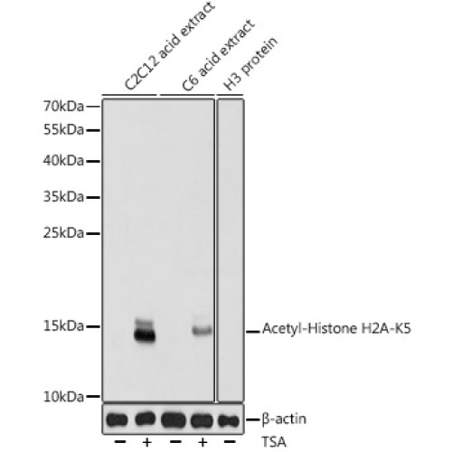 Acetyl-Histone H2A-K5 Rabbit pAb