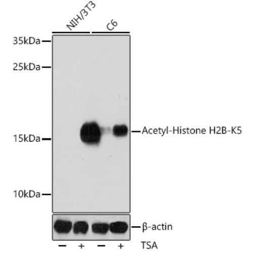 Acetyl-Histone H2B-K5 Rabbit pAb
