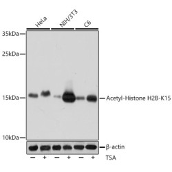 Acetyl-Histone H2B-K15 Rabbit pAb