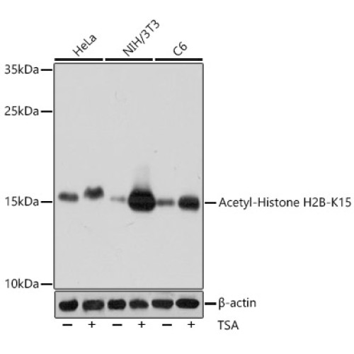 Acetyl-Histone H2B-K15 Rabbit pAb