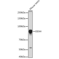 DDX4 Rabbit pAb