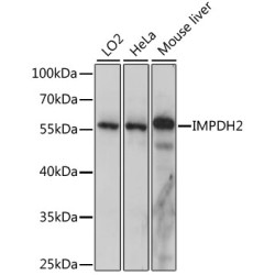 IMPDH2 Rabbit pAb