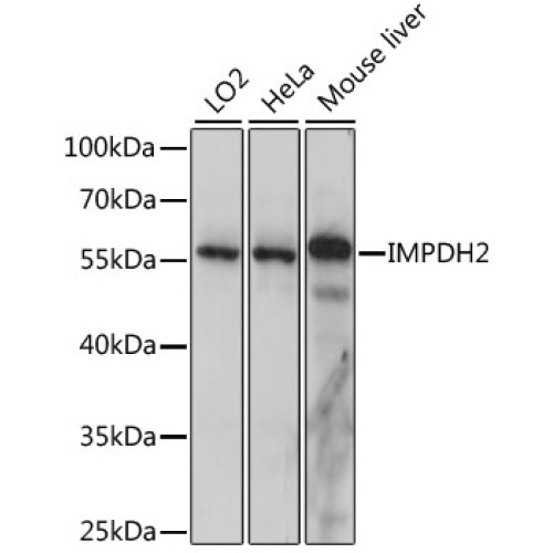 IMPDH2 Rabbit pAb