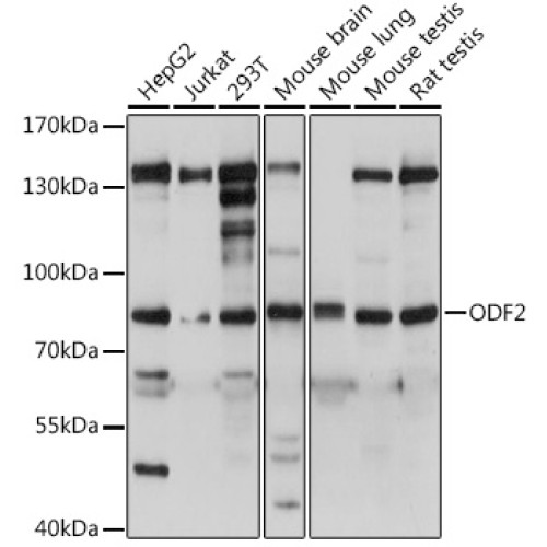 ODF2 Rabbit pAb
