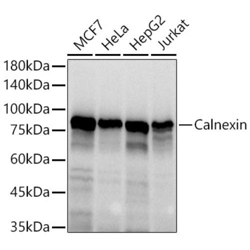 Calnexin Rabbit pAb