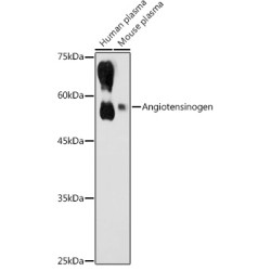 Angiotensinogen Rabbit pAb