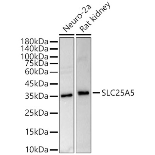ANT2/SLC25A5 Rabbit pAb