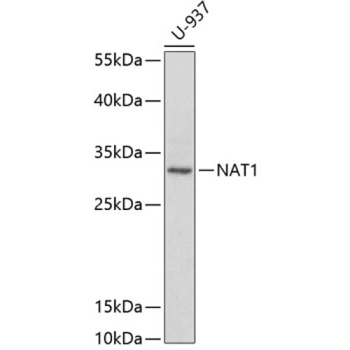 NAT1 Rabbit pAb