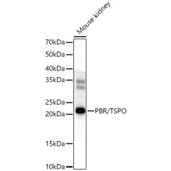 PBR/TSPO Rabbit pAb