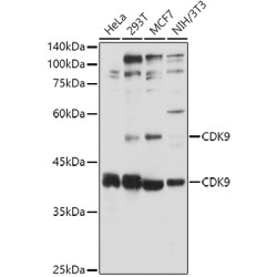 CDK9 Rabbit pAb