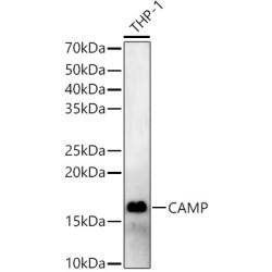 CAMP Rabbit pAb