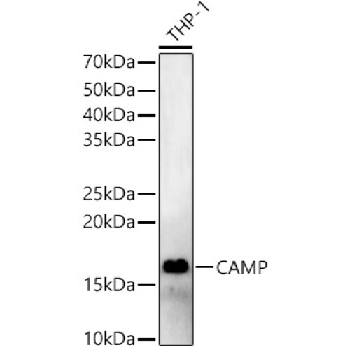 CAMP Rabbit pAb