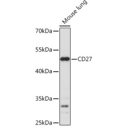 CD27 Rabbit pAb