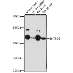 ENTPD6 Rabbit pAb