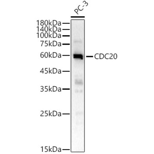 CDC20 Rabbit pAb
