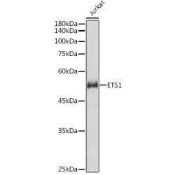 ETS1 Rabbit pAb