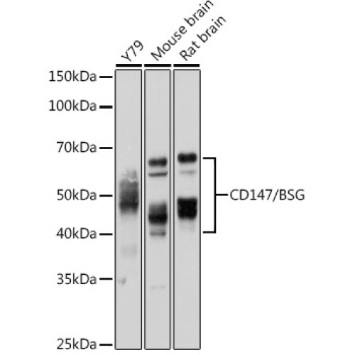 CD147/BSG Rabbit pAb
