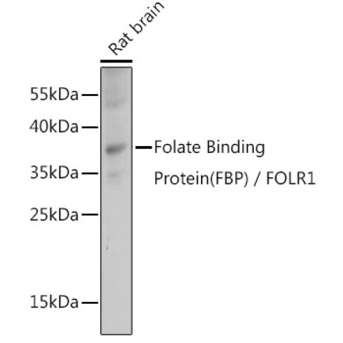 Folate Binding Protein(FBP) / FOLR1 Rabbit pAb