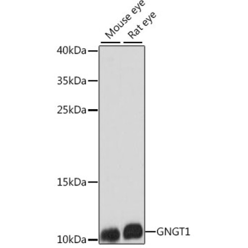 GNGT1 Rabbit pAb