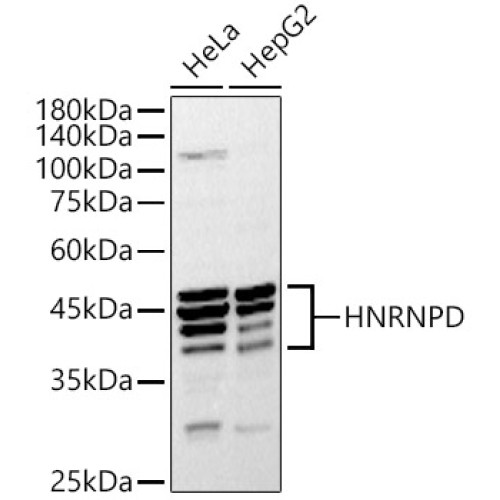 HNRNPD Rabbit pAb