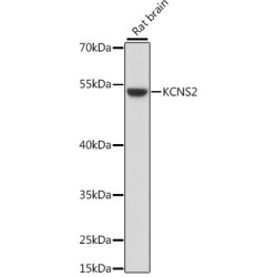 KCNS2 Rabbit pAb