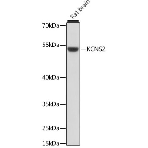 KCNS2 Rabbit pAb