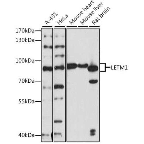 LETM1 Rabbit pAb
