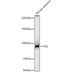 HSL Rabbit pAb