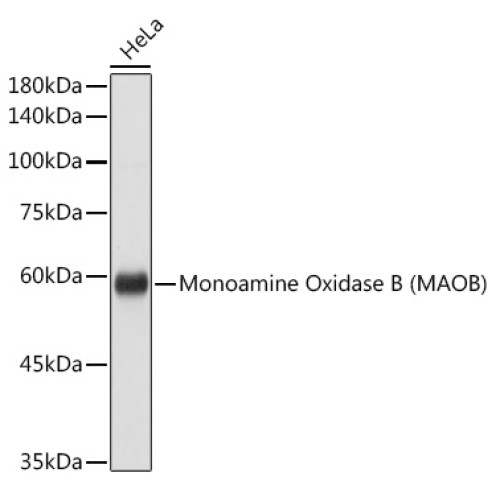 Monoamine Oxidase B (MAOB) Rabbit pAb