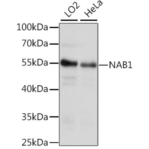 NAB1 Rabbit pAb