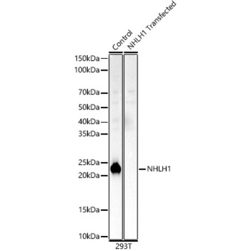 NHLH1 Rabbit pAb
