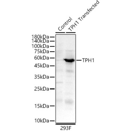 TPH1 Rabbit pAb