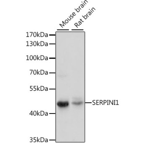 SERPINI1 Rabbit pAb
