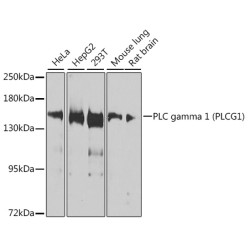 PLC gamma 1 (PLCG1) Rabbit pAb