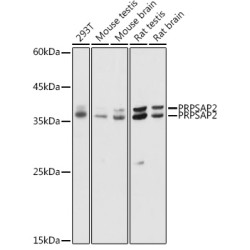 PRPSAP2 Rabbit pAb