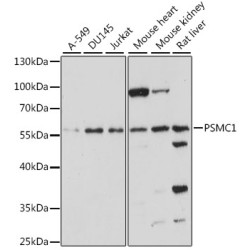 PSMC1 Rabbit pAb