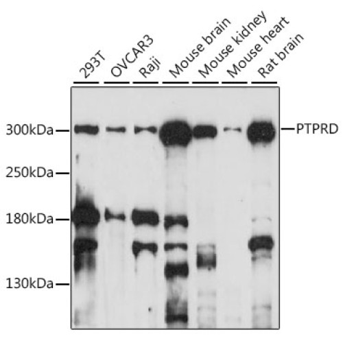 PTPRD Rabbit pAb
