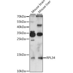 RPL34 Rabbit pAb