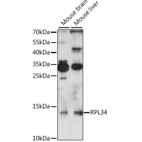 RPL34 Rabbit pAb