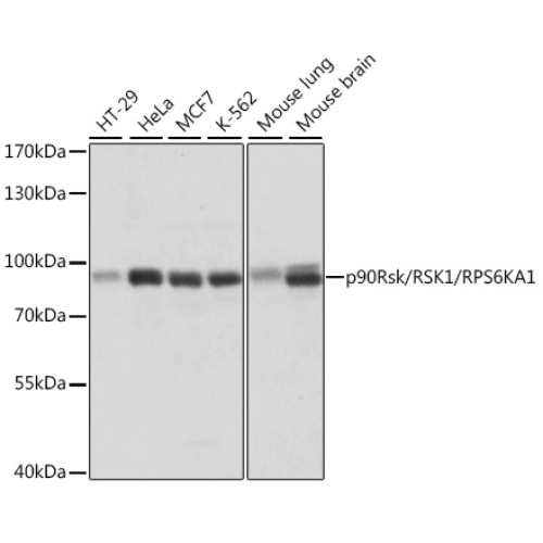 p90Rsk/RSK1/RPS6KA1 Rabbit pAb