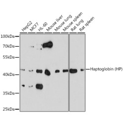 Haptoglobin (HP) Rabbit pAb