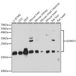 SUMO3 Rabbit pAb