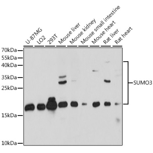 SUMO3 Rabbit pAb